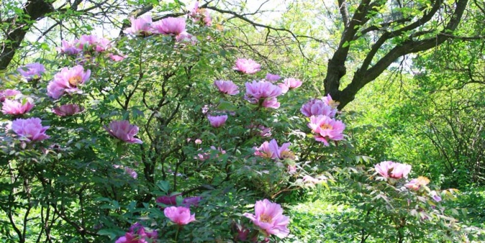 Одесский Ботанический сад 