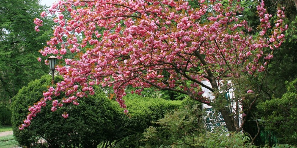 Одесский Ботанический сад 