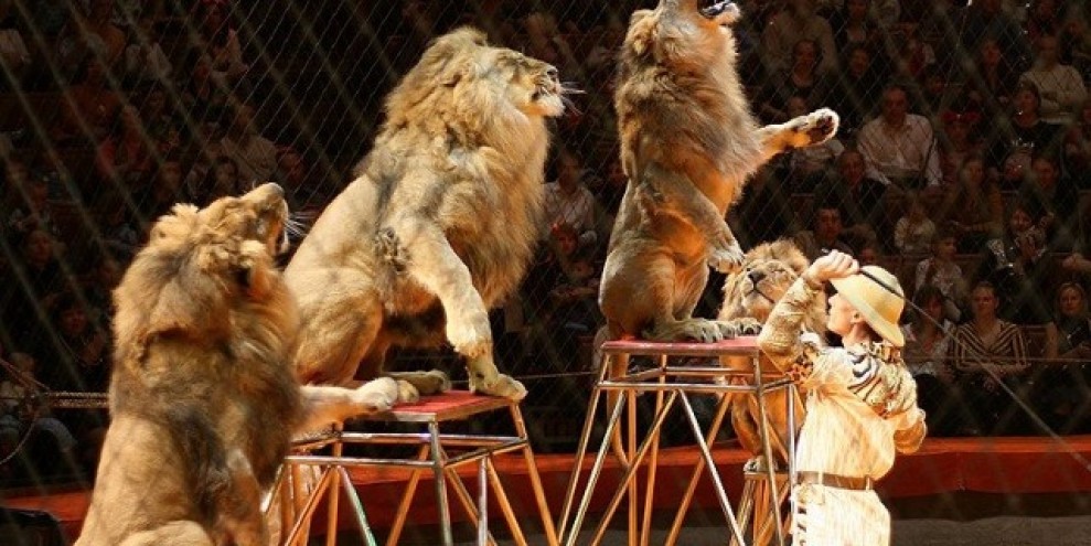 Укрощать льва. Лев в цирке. Лев на арене цирка. Львы и тигры в цирке. Дрессировщик Львов.